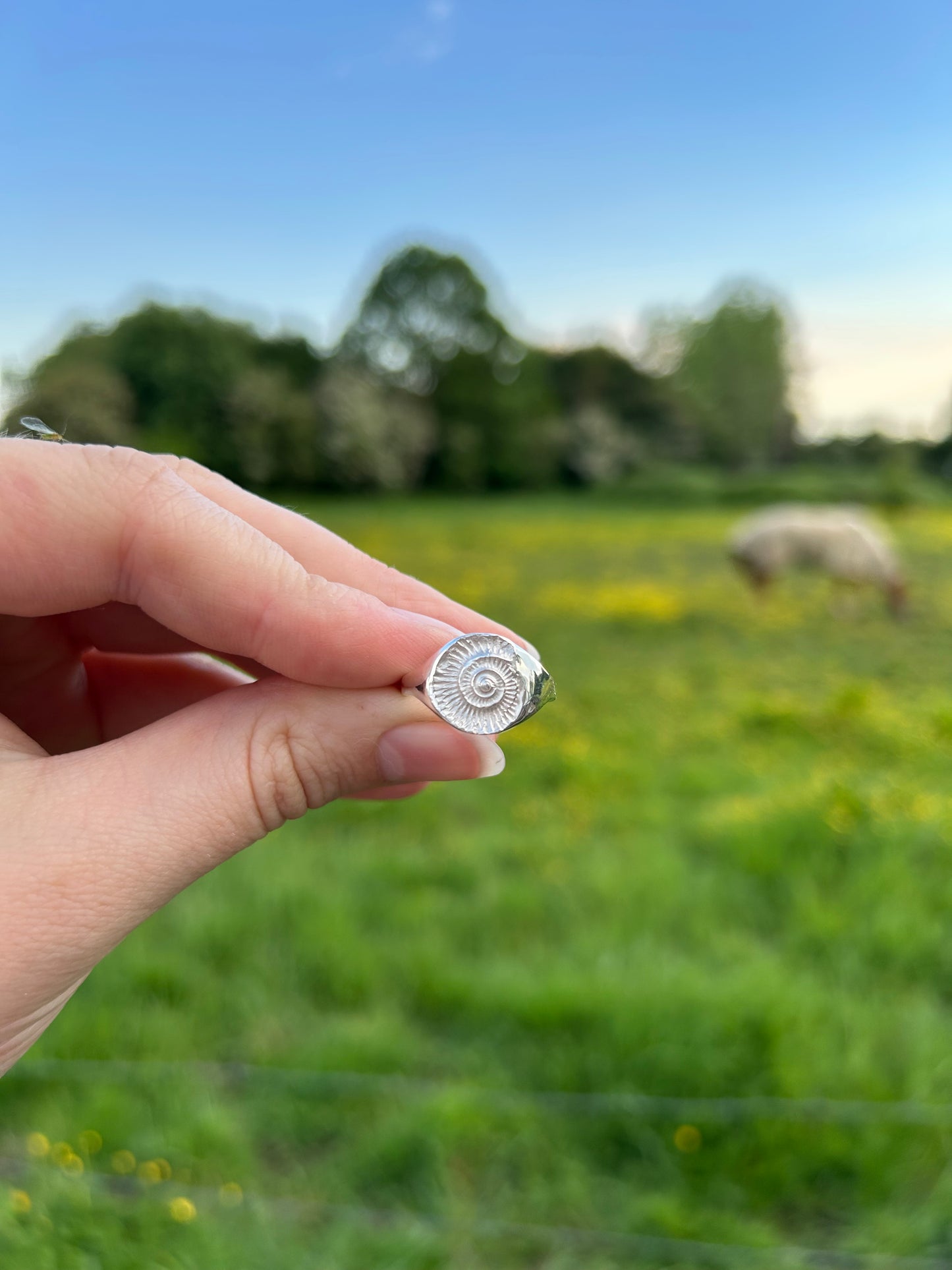 Ammonite Signet Ring - Made to Order
